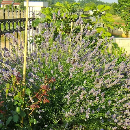 Апартаменты Sv. Pelegrin