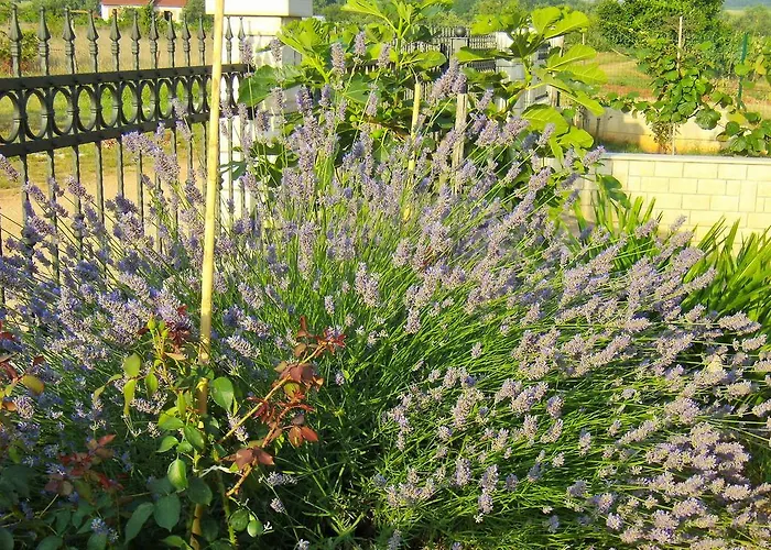 Apartman Sv. Pelegrin